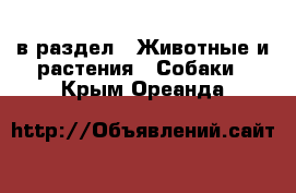  в раздел : Животные и растения » Собаки . Крым,Ореанда